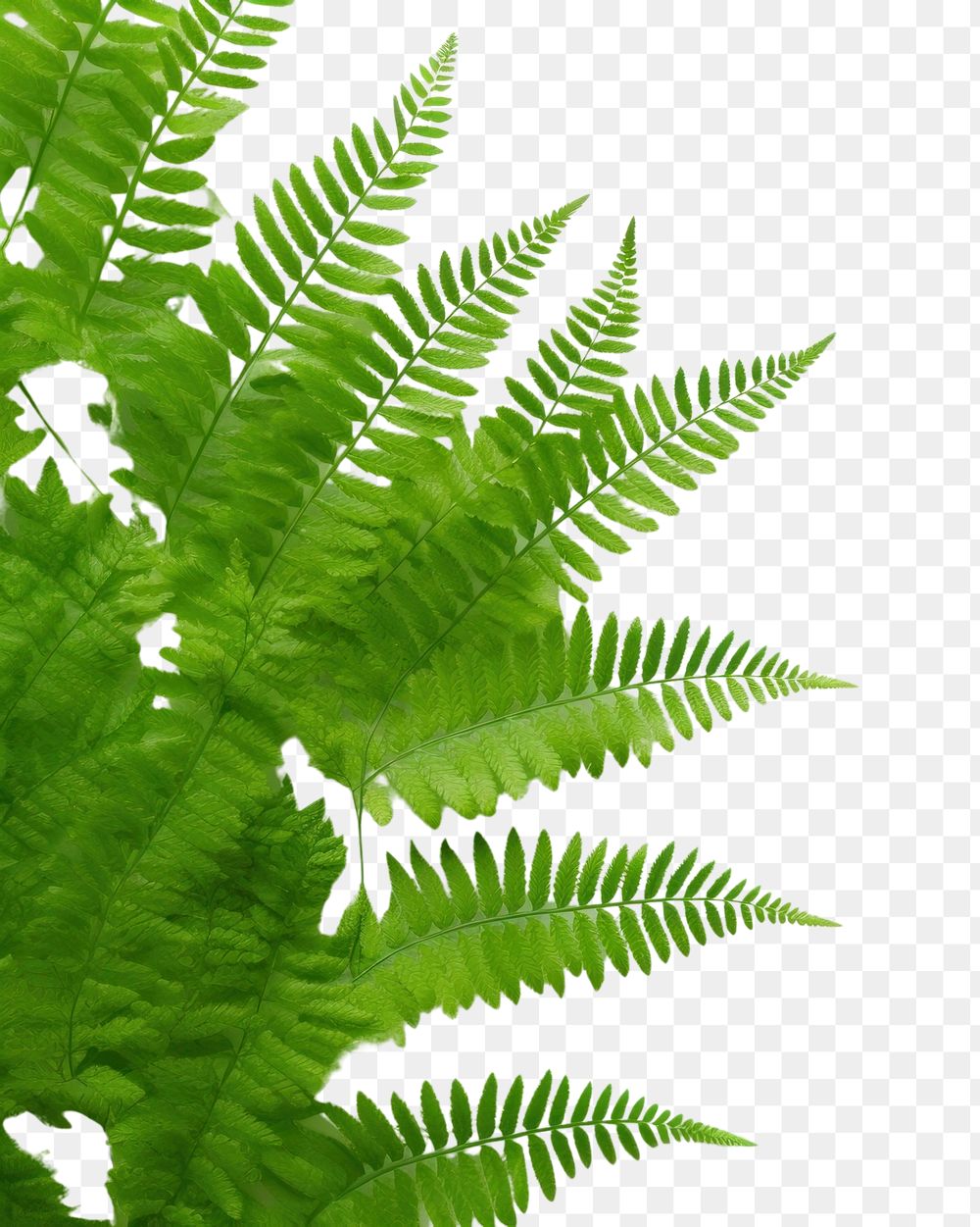 PNG Plant leaf fern backgrounds.