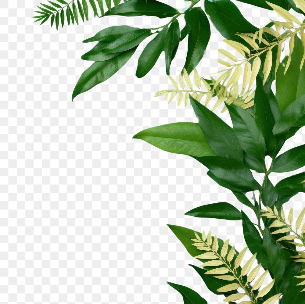 PNG Nature flower plant green.