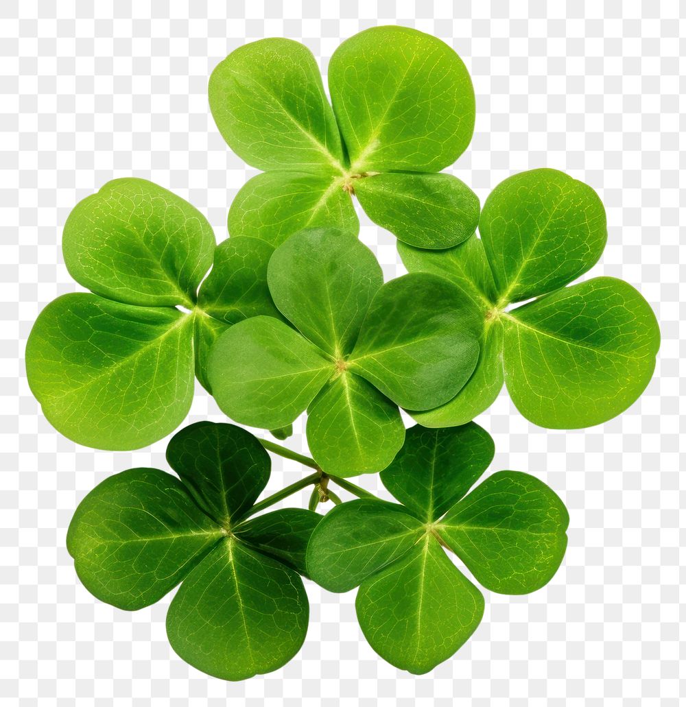 PNG Photo of shamrock plant green herbs