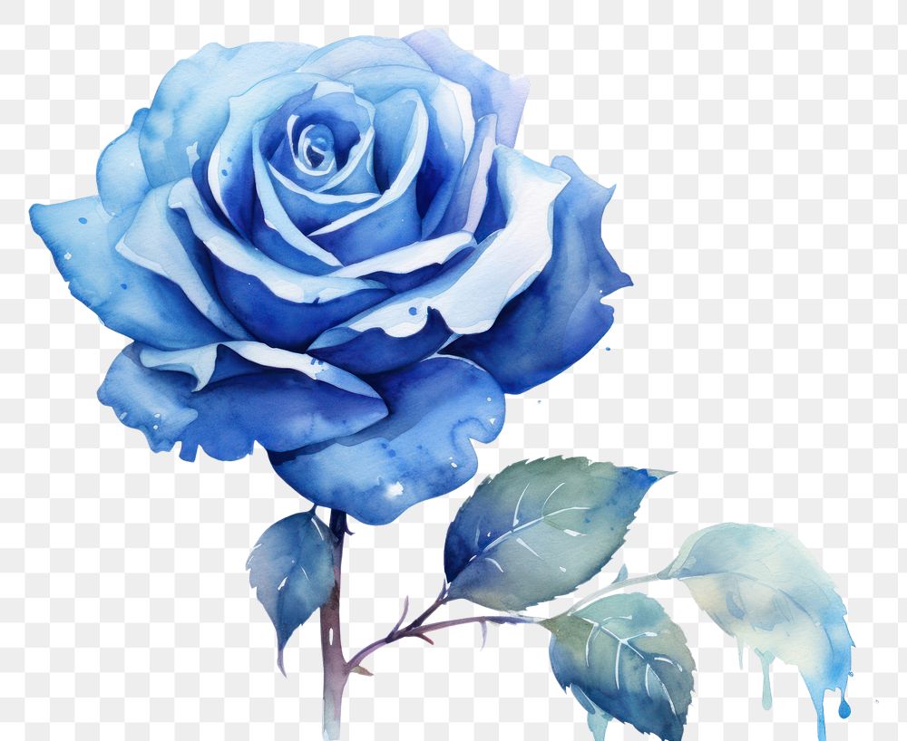 PNG Blue rose flower plant inflorescence creativity.