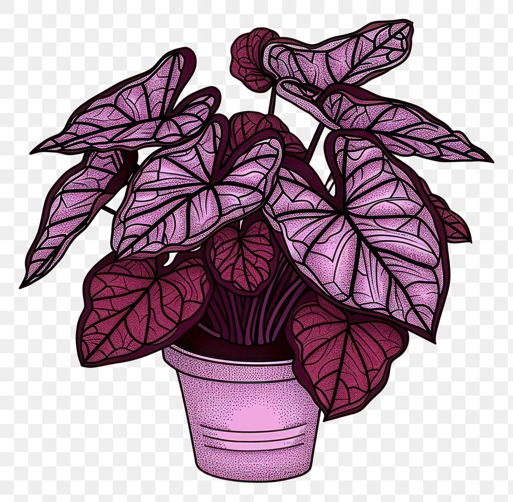 PNG Caladium plant houseplant purple leaf.