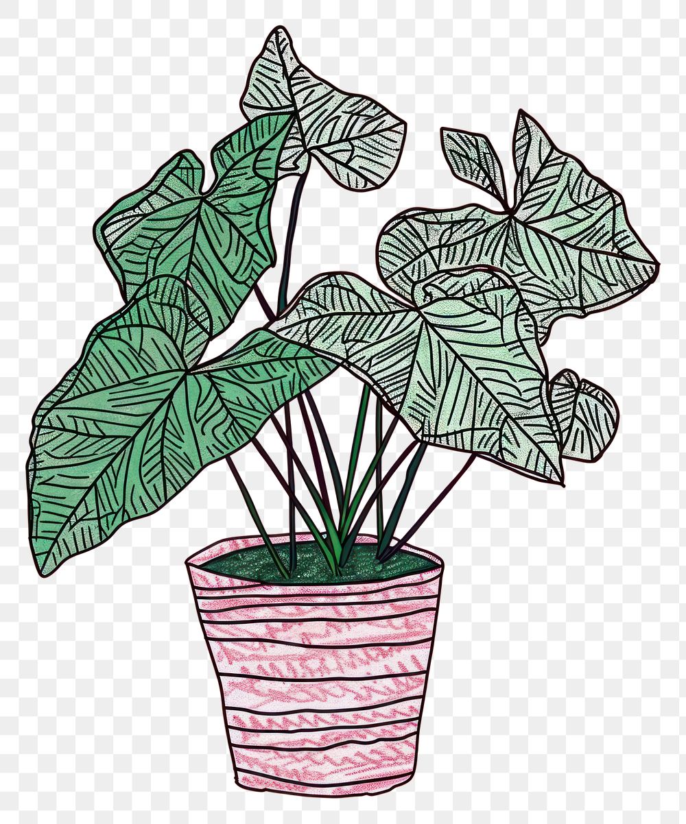 PNG Caladium plant houseplant drawing sketch.