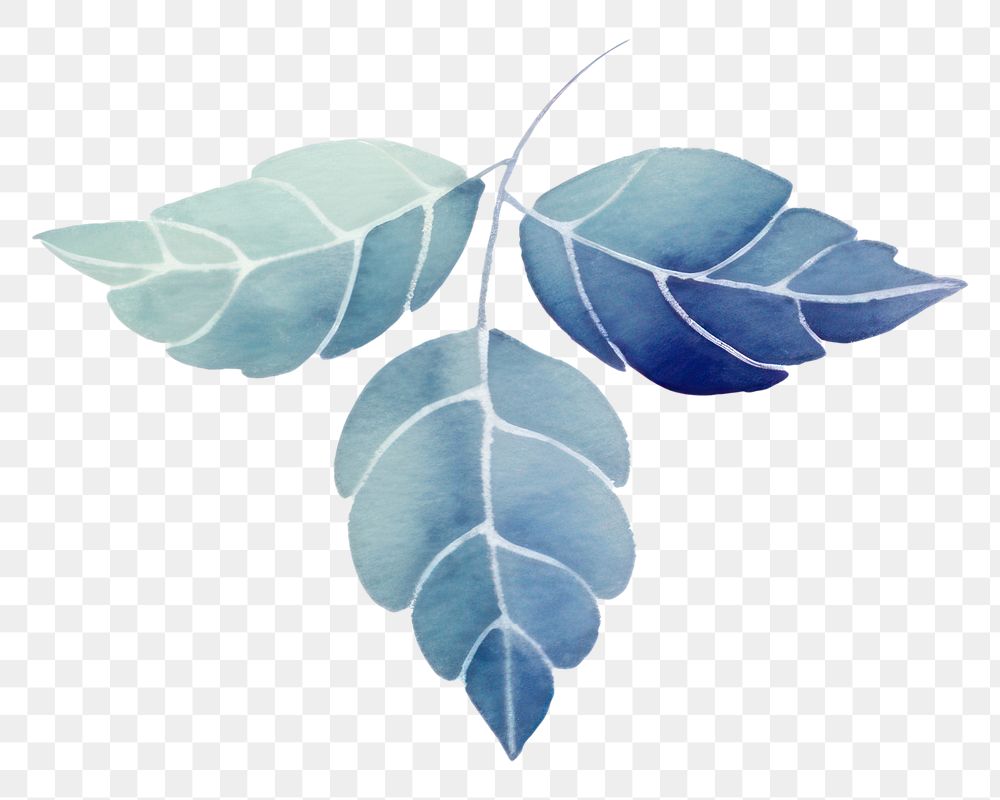 Butterfly plant leaf white background.