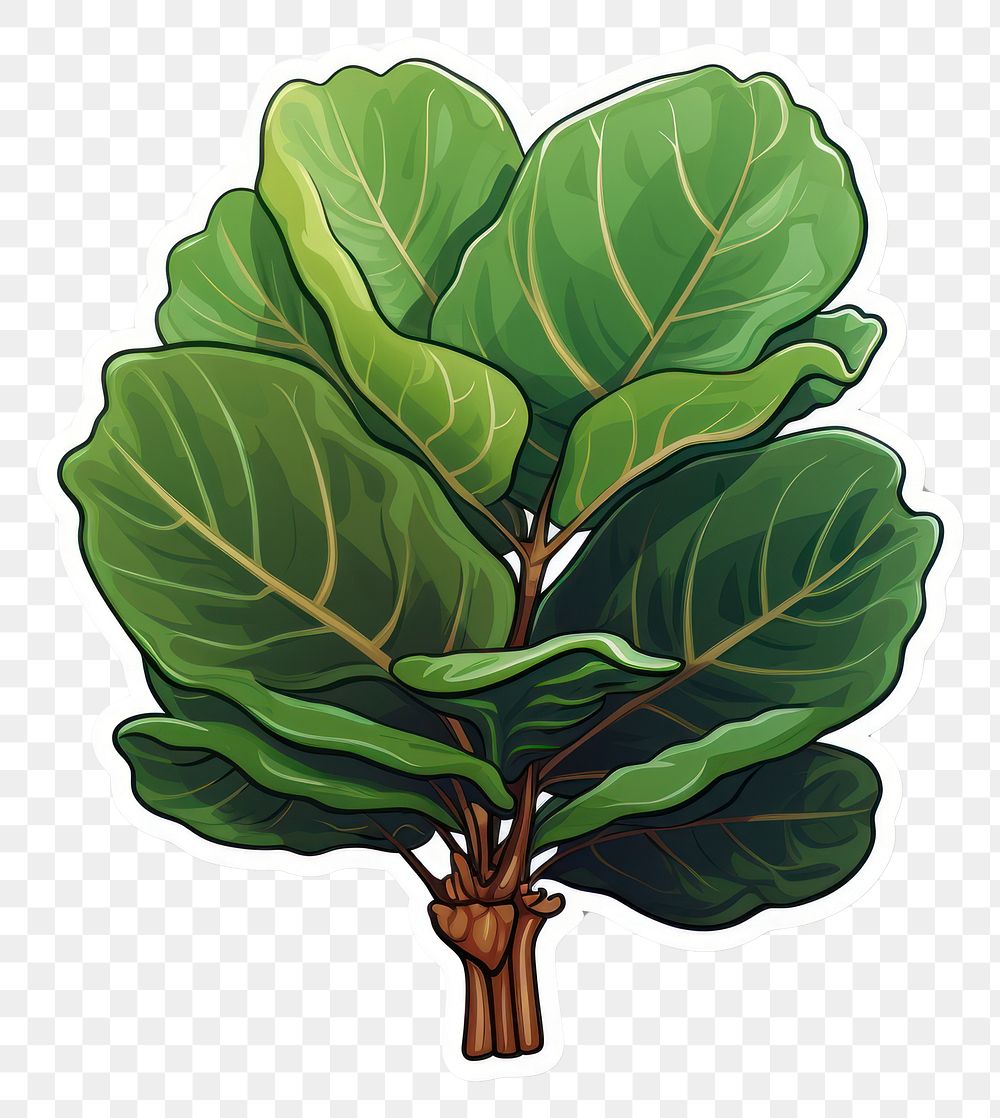 PNG Fiddle leaf fig plant green food.