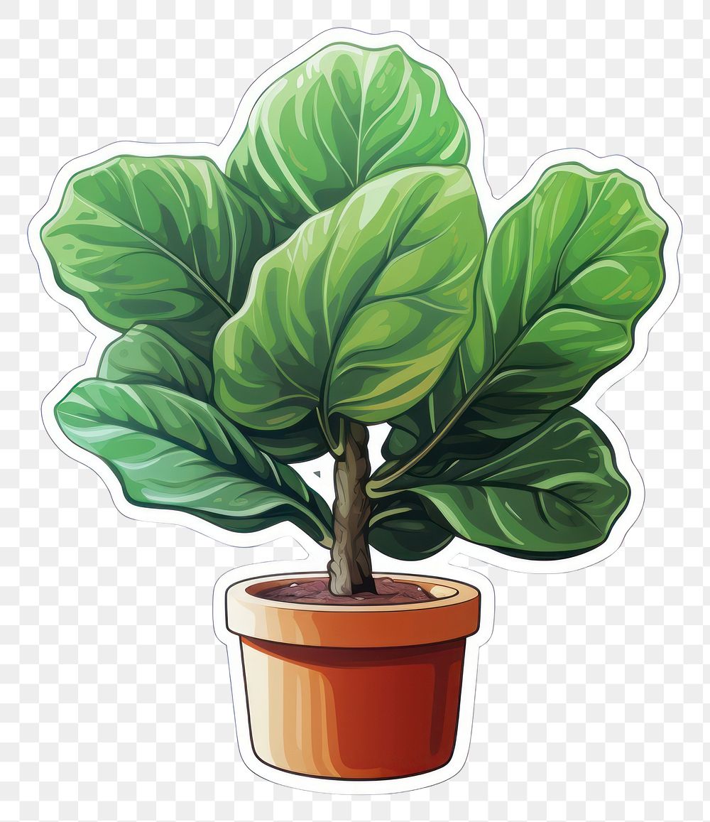 PNG Fiddle leaf fig vegetable plant food.