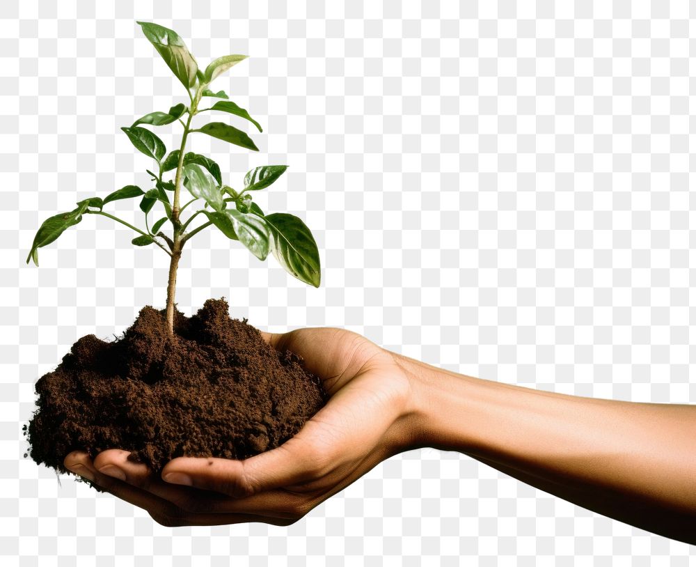PNG Hand holding soil and plant planting outdoors nature