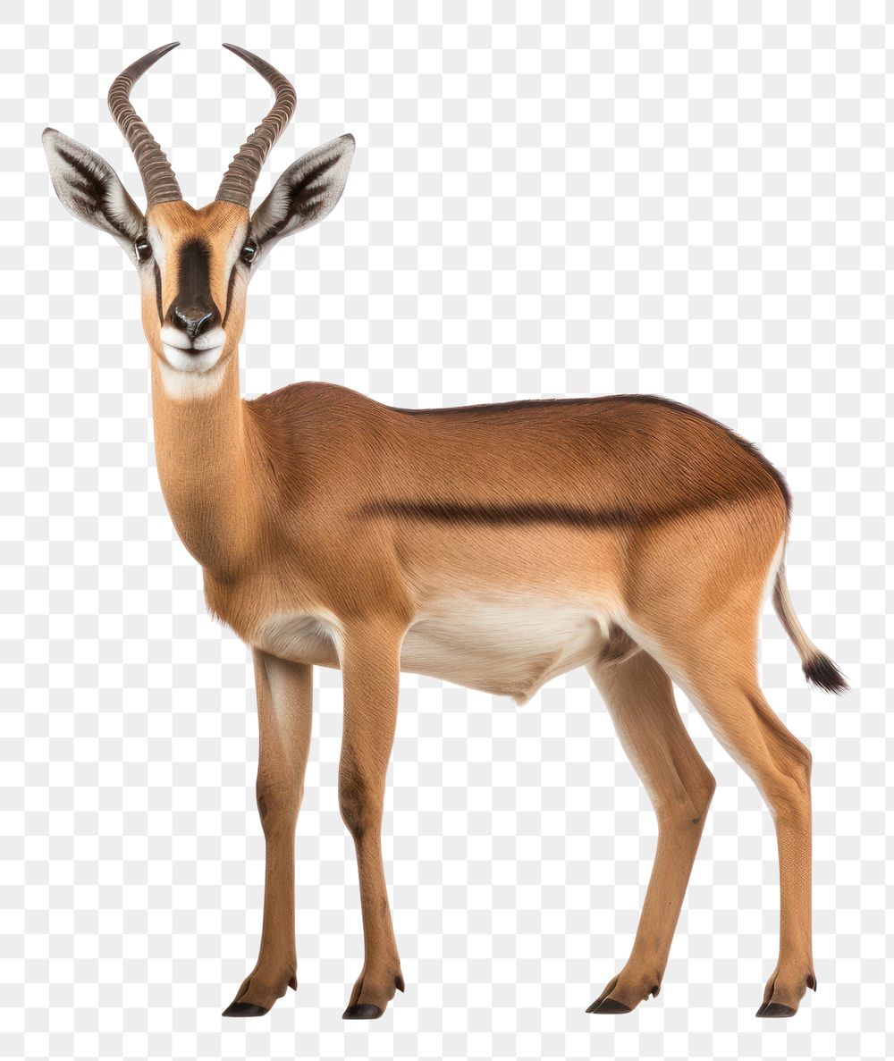 PNG Antelope wildlife animal mammal.