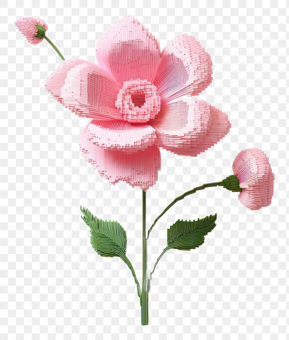 PNG Pink flower petal plant rose.