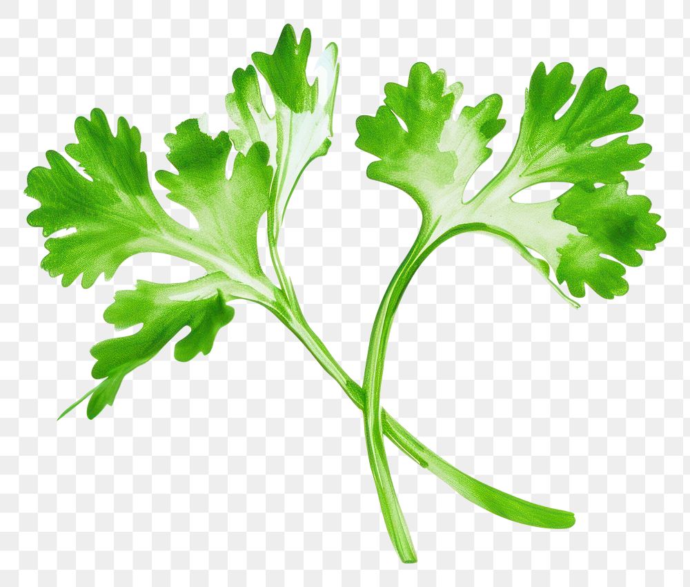 PNG Coriander parsley plant herbs.