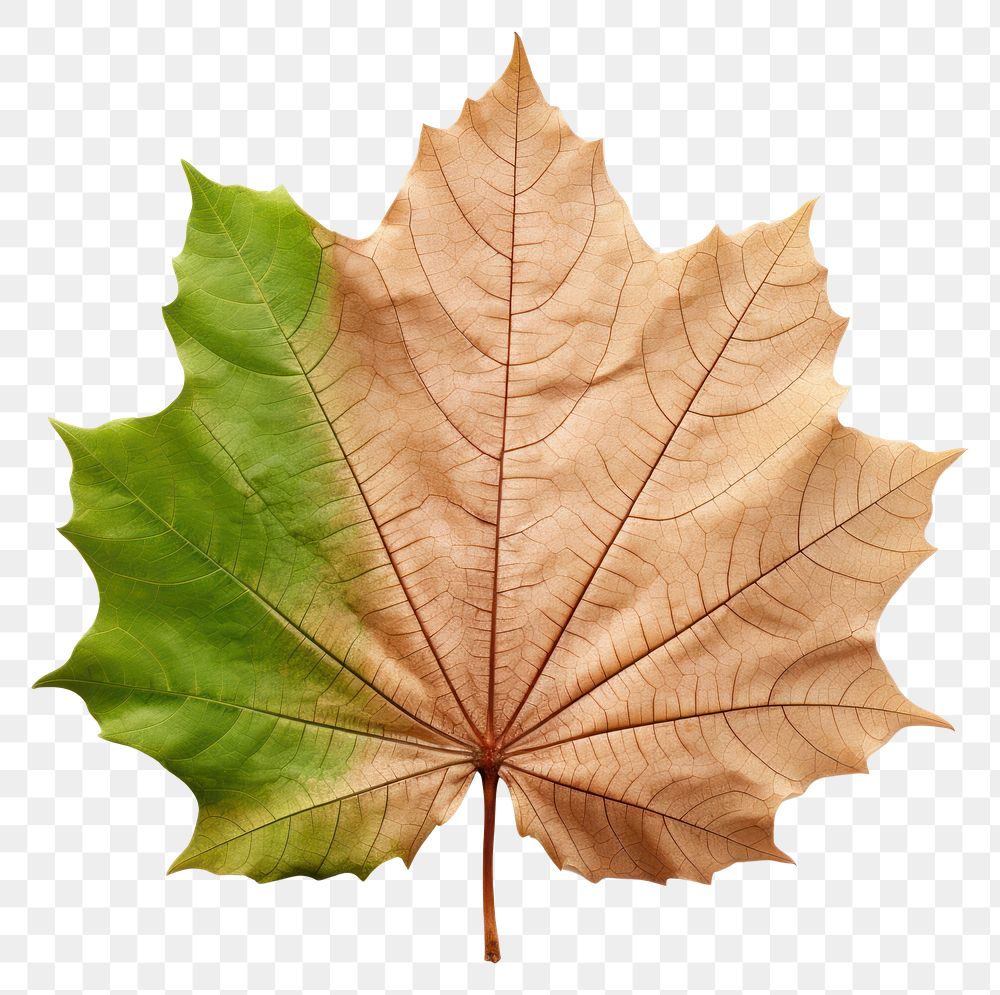 PNG Sugar Maple maple plant leaf.