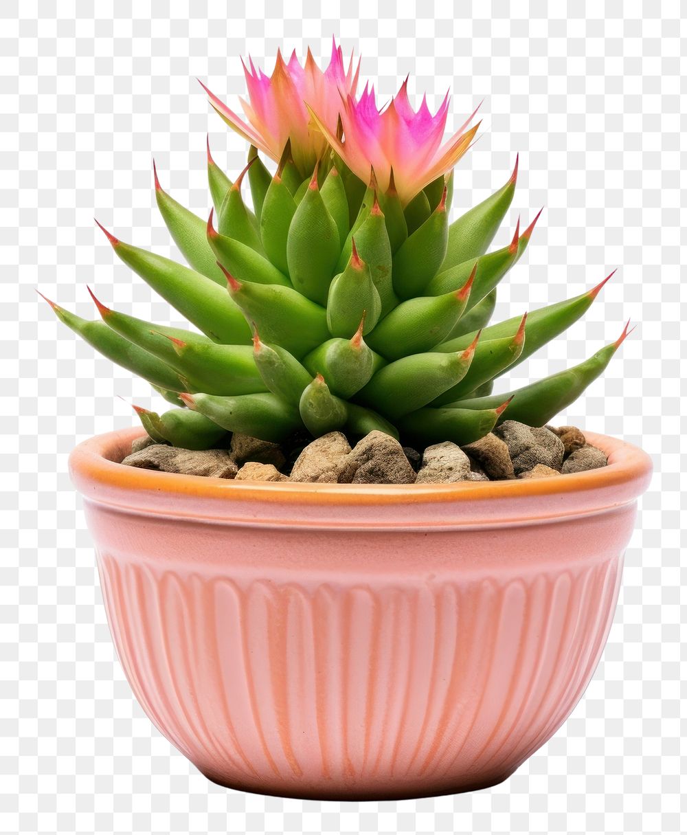 PNG Pot of Echinopsis cactus plant inflorescence