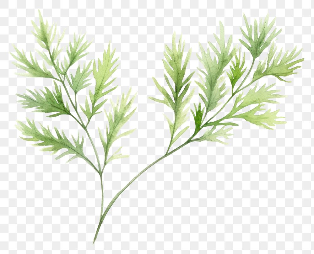 PNG Dill plant herbs dill.