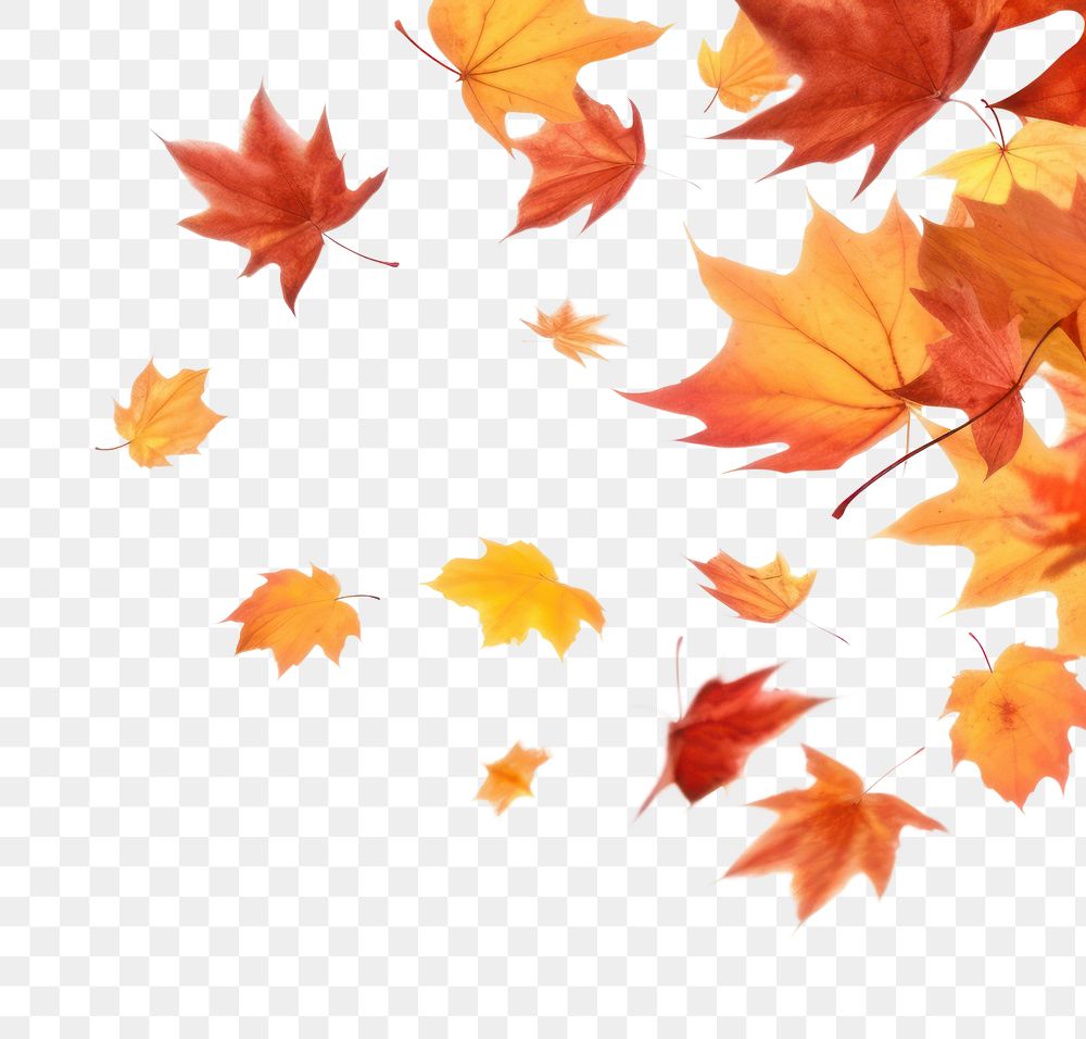 PNG Falling autumn leaves backgrounds maple plant.