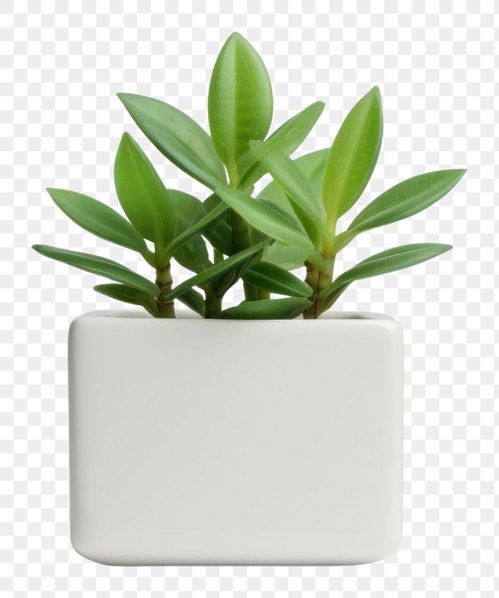 PNG Indoor mini plant leaf white background houseplant
