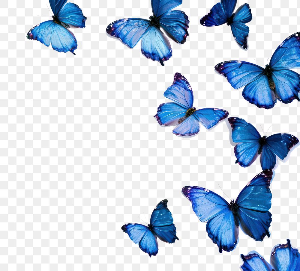 PNG Blue butterflies butterfly animal insect