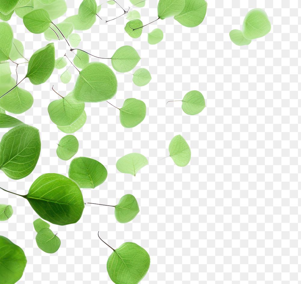 PNG Green leaves backgrounds plant leaf.