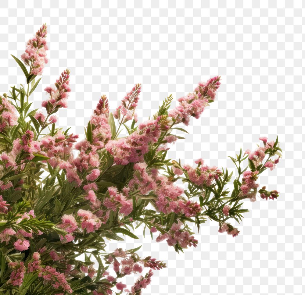 PNG Flower bushes outdoors blossom plant.