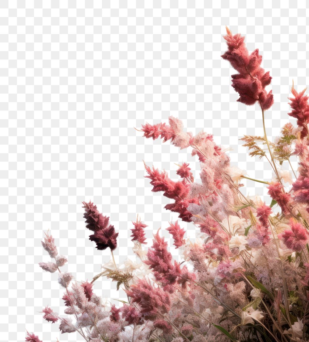PNG Flower bushes backgrounds outdoors blossom.