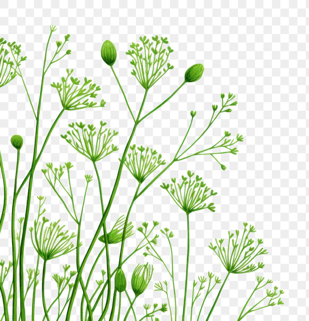 PNG Dill backgrounds plant dill.