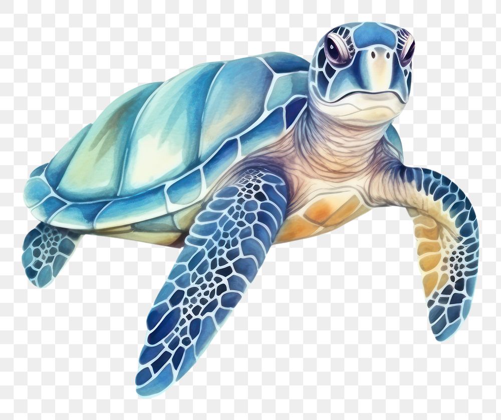 PNG Sea turtle reptile animal blue