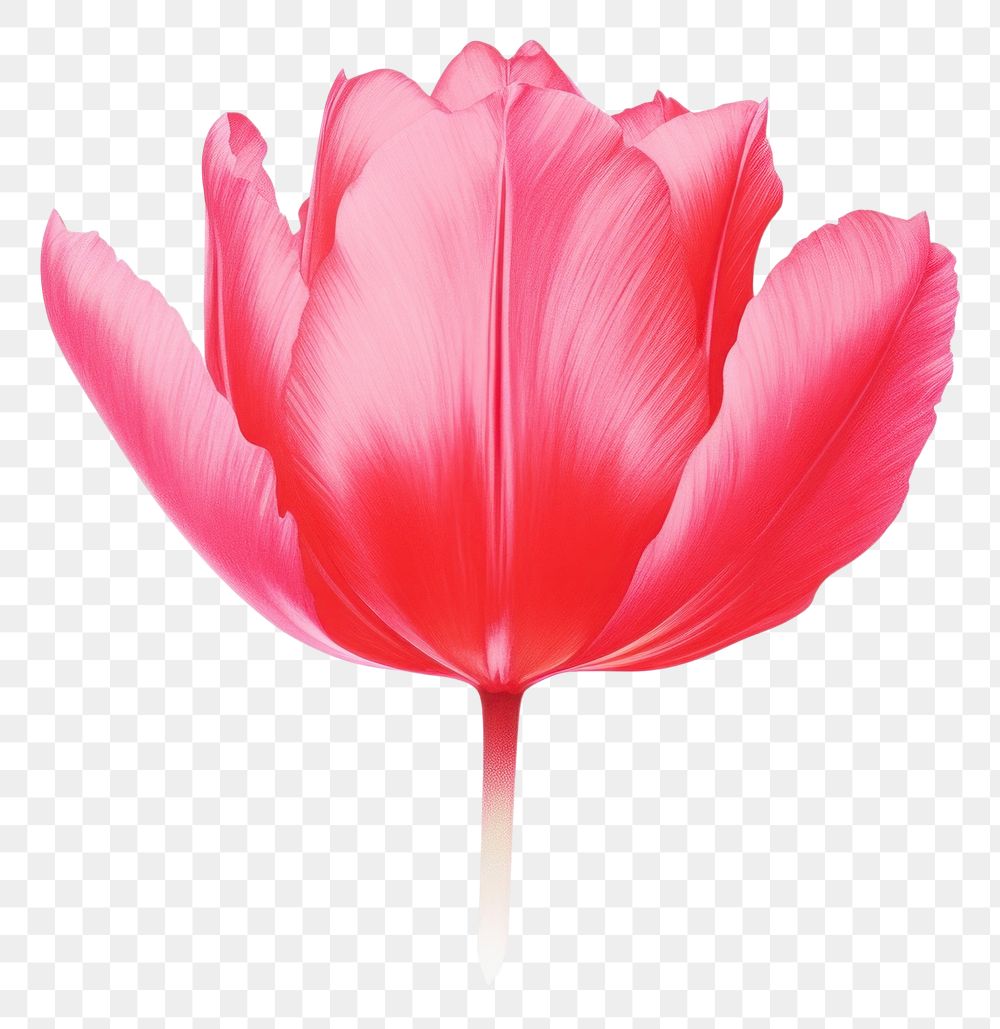 PNG Tulip tulip flower petal.