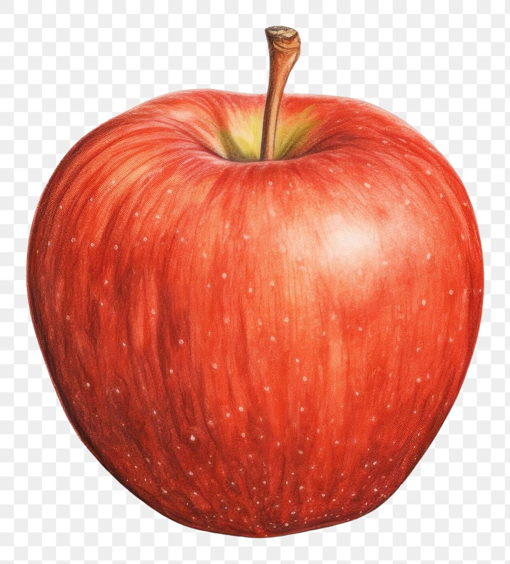 PNG Apple drawing fruit plant.