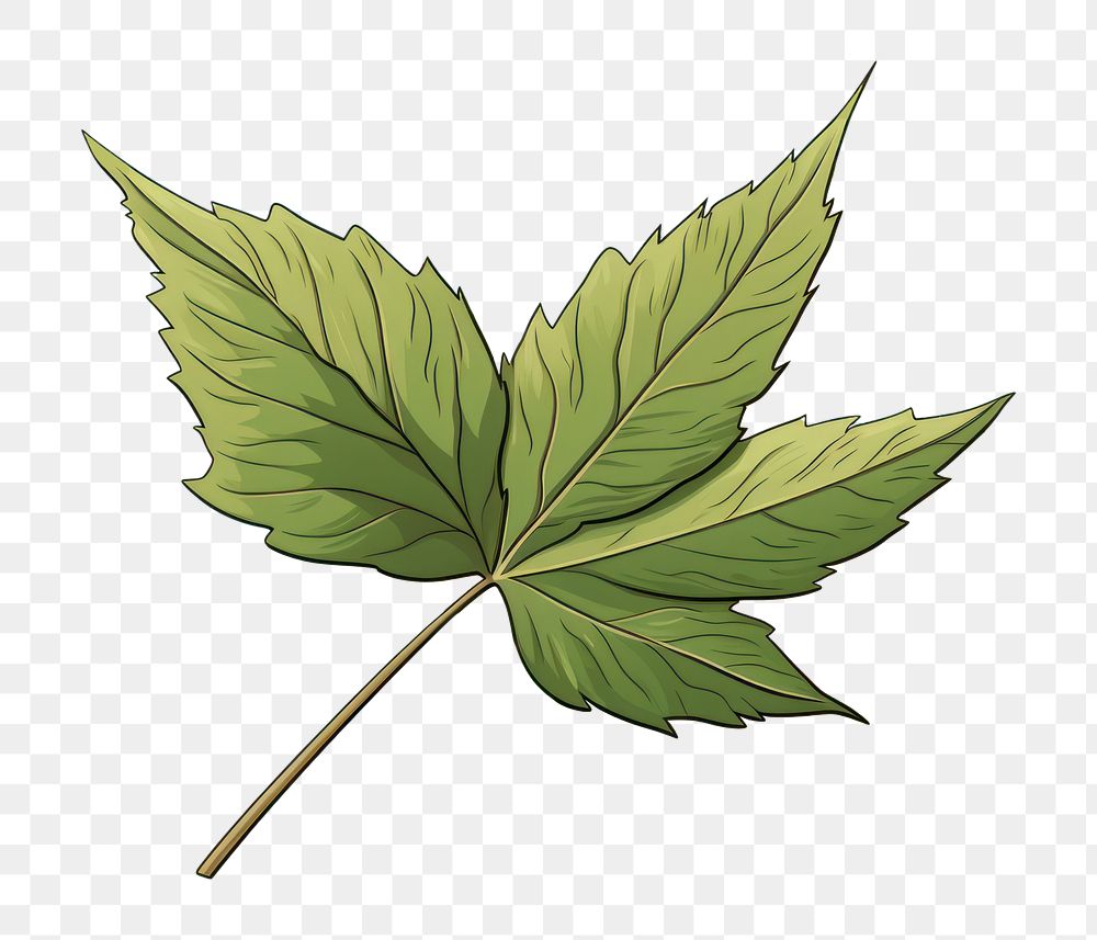 PNG Leaf plant tree cannabis.