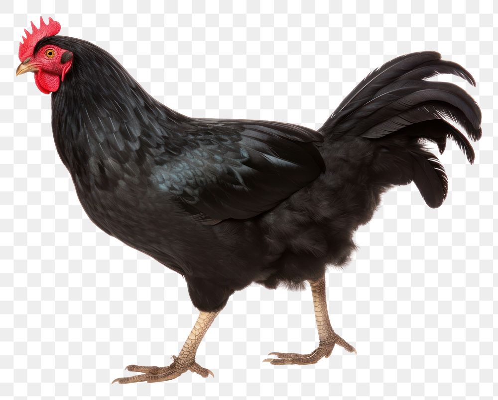 PNG Black Hen chicken poultry animal.