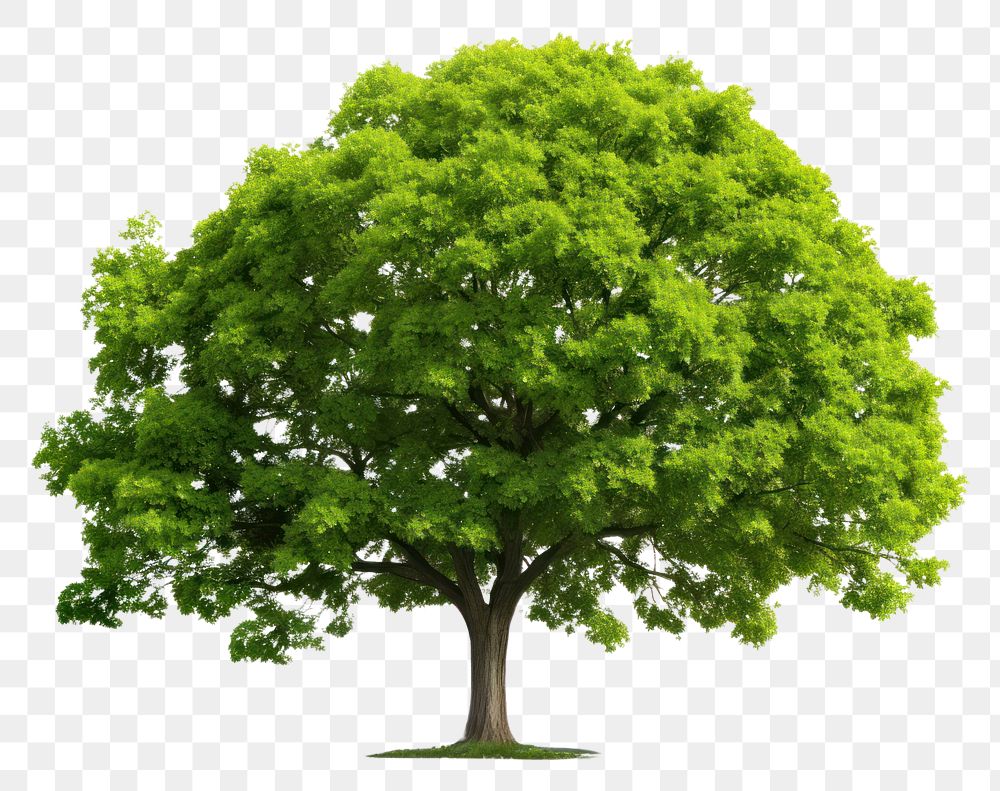 PNG Green tree plant white background tranquility.