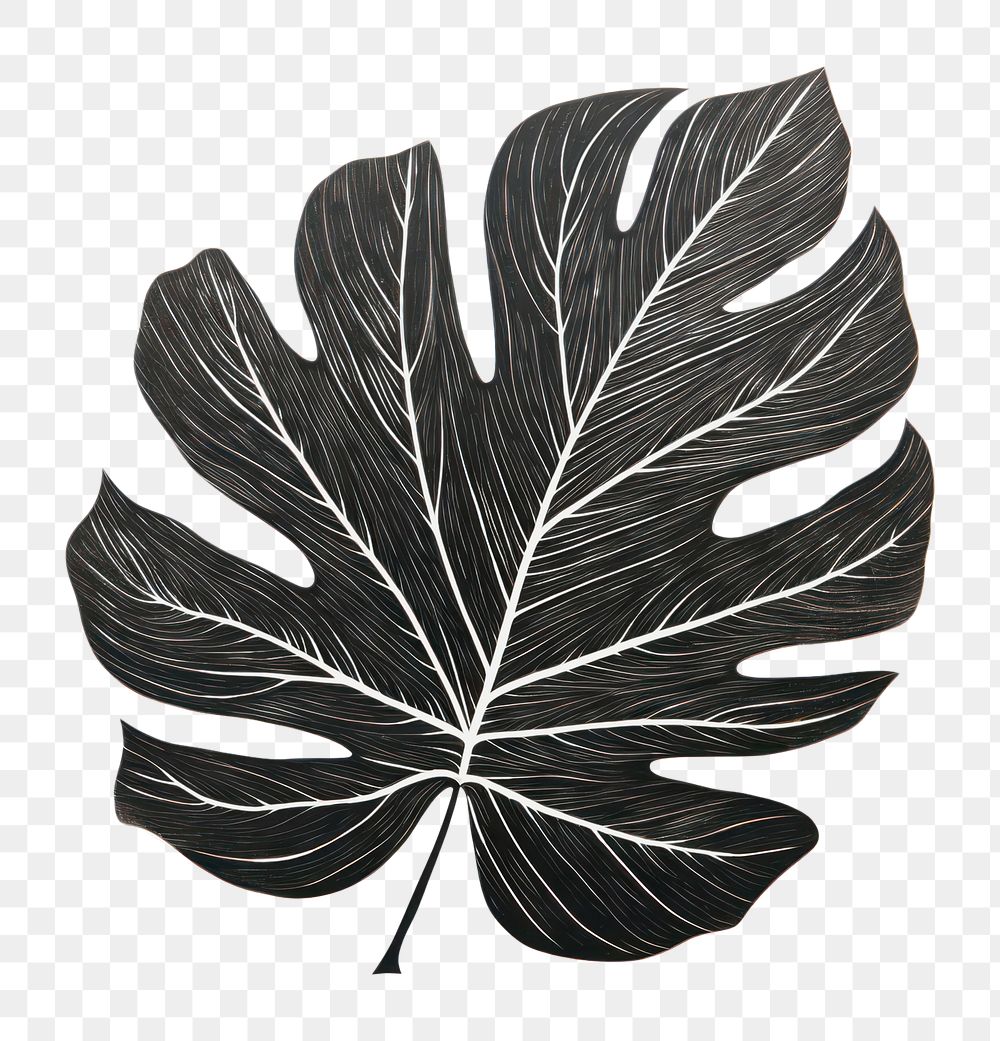 PNG Leaf drawing plant art.