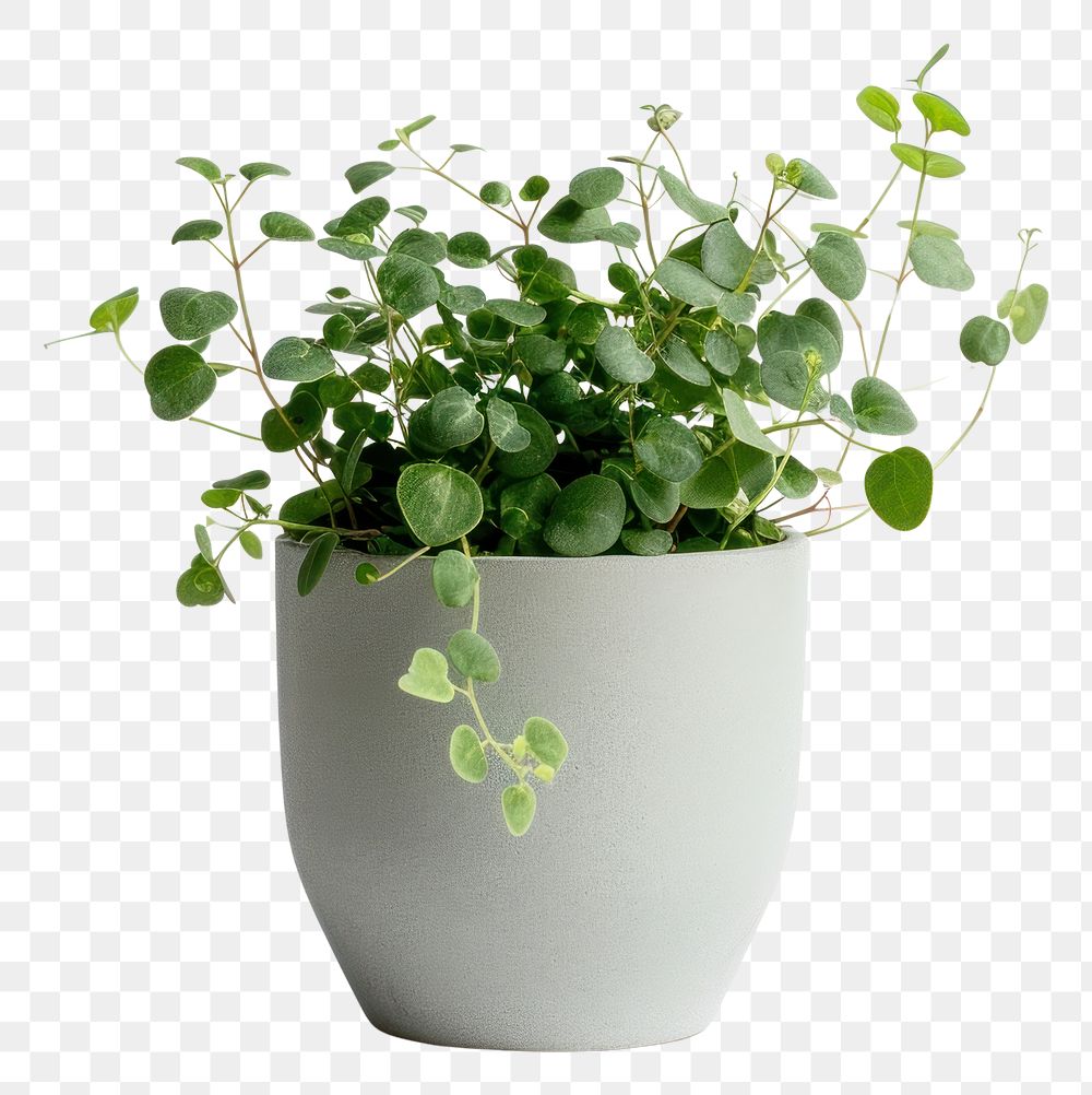 PNG Office desk mini plant leaf vase white background.