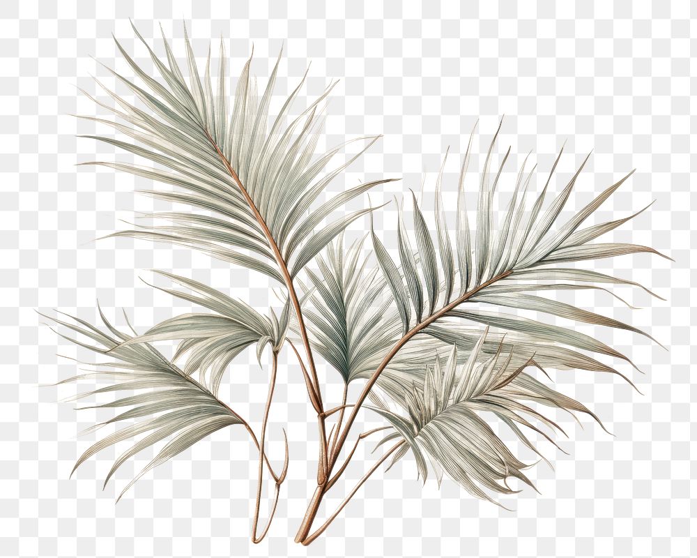 PNG Vintage drawing of palm sketch backgrounds plant