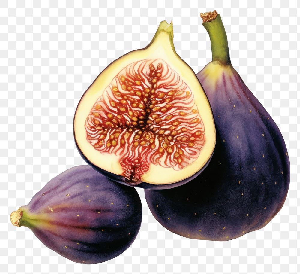 PNG Vintage illustration of fig fruit plant food.