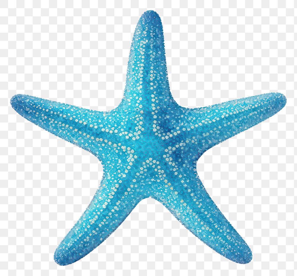 PNG Starfish icon shape blue white background.
