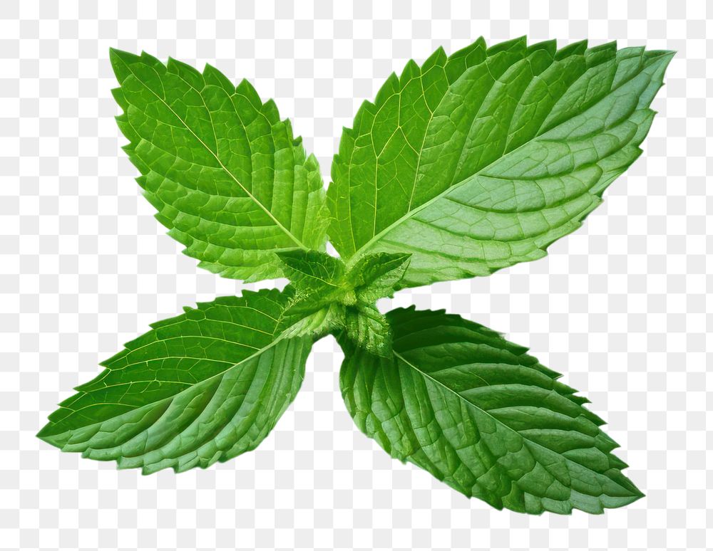 PNG Mint leaf plant herbs spearmint.