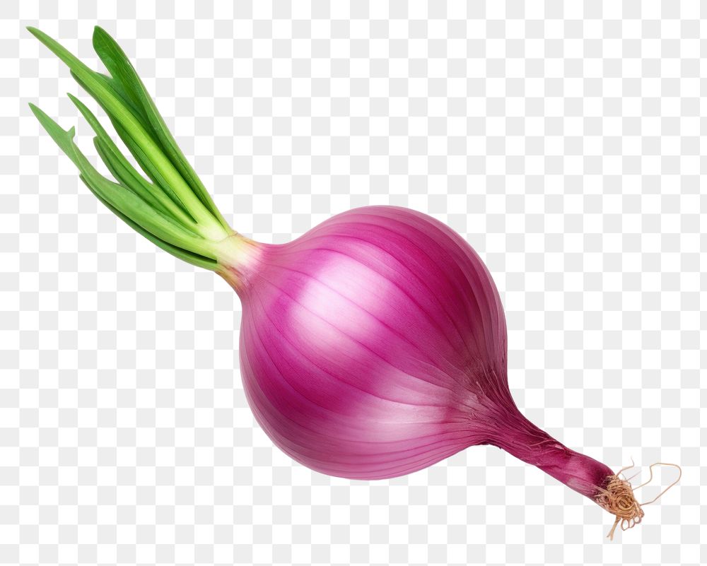 PNG Onion vegetable shallot plant.
