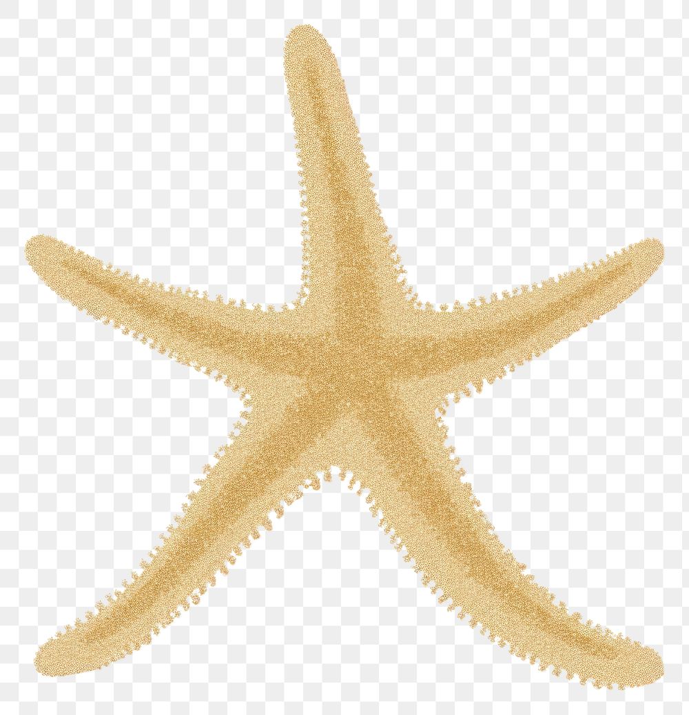 PNG Starfish icon shape white background invertebrate.