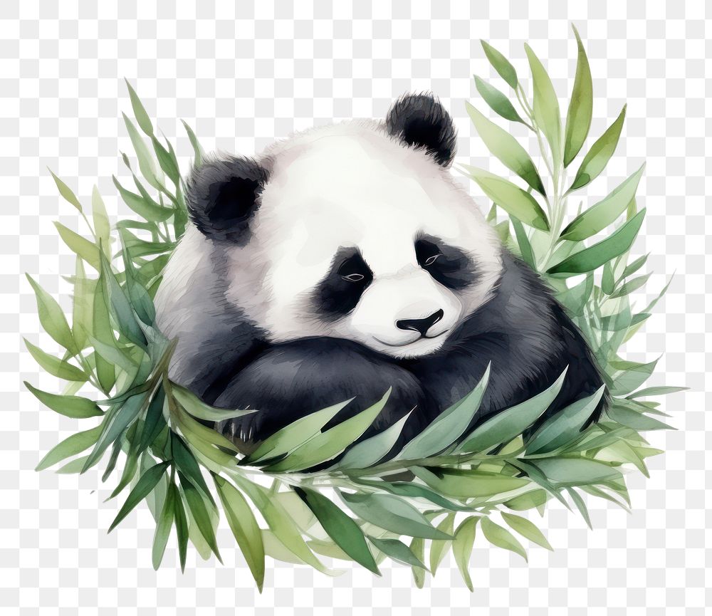 PNG Watercolor panda sleeping animal wildlife cartoon.