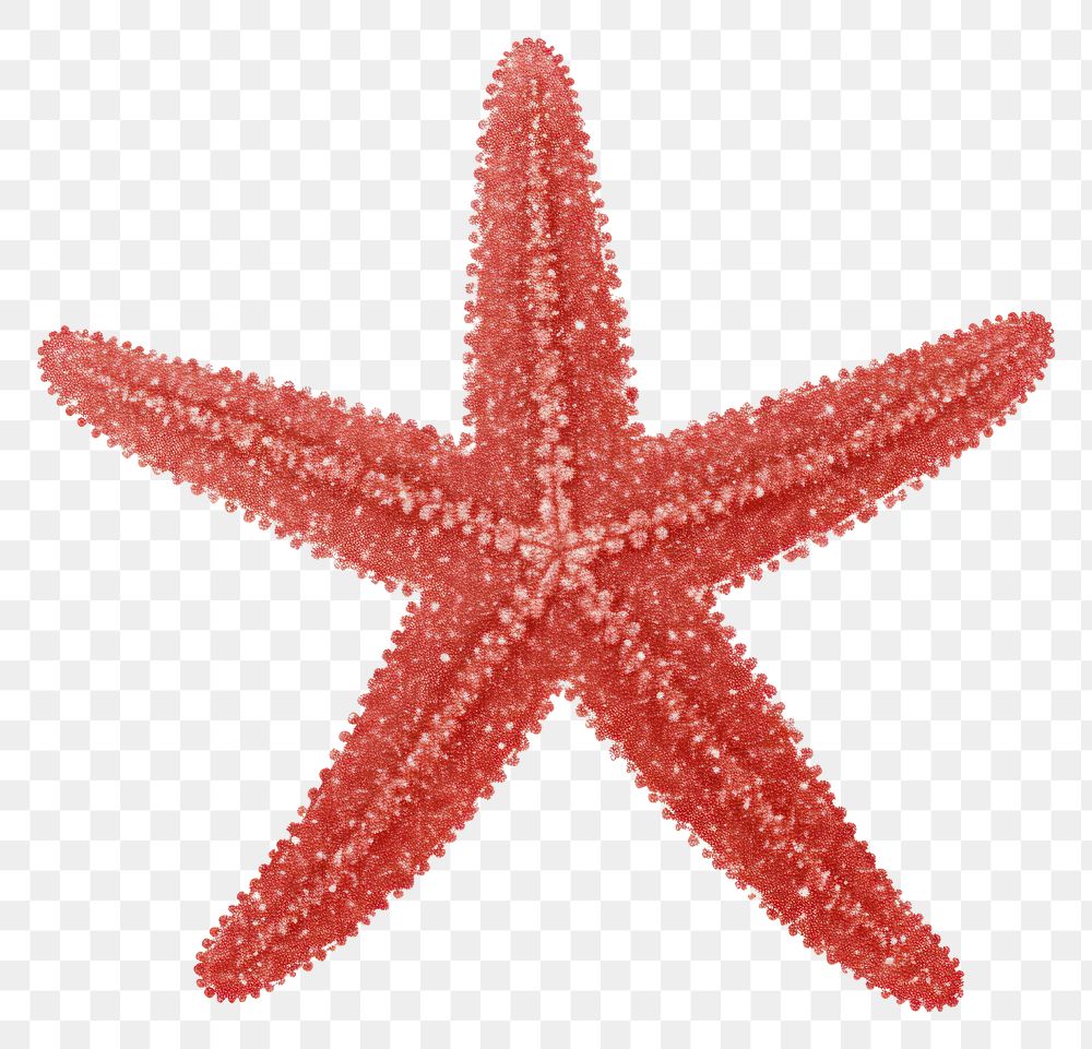 PNG Starfish icon shape red white background.