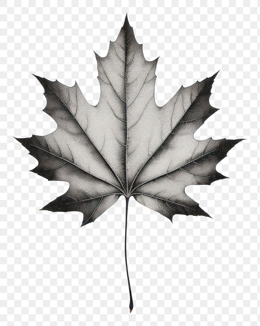 PNG Maple leaf plant black tree.
