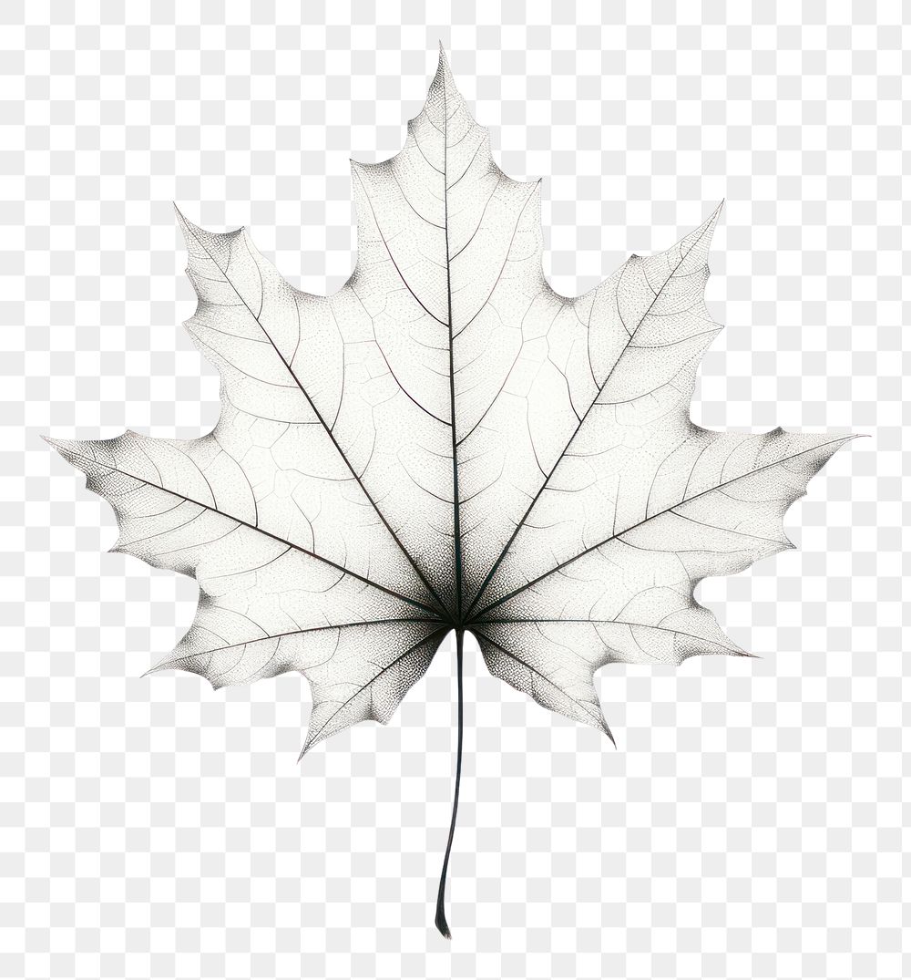 PNG Maple leaf plant white tree.