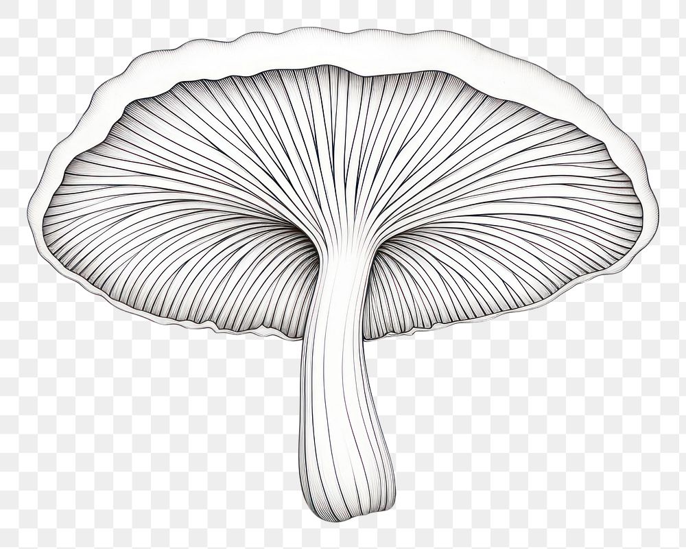PNG Mushroom fungus plant monochrome.