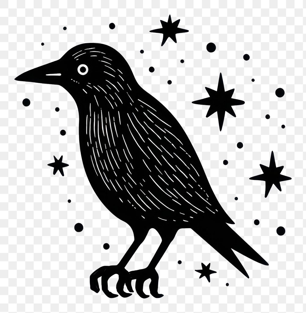 PNG Crow blackbird drawing animal.