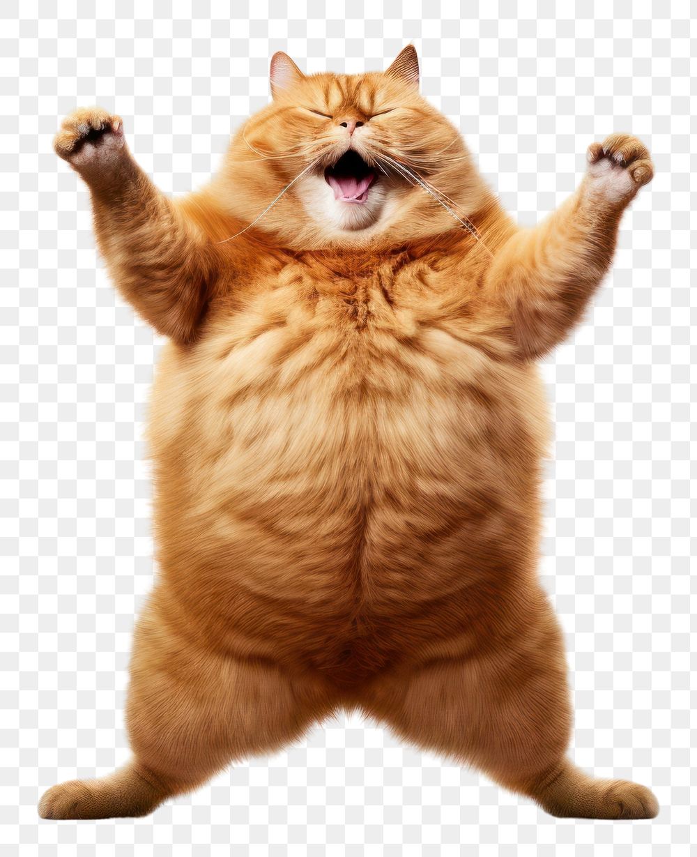 PNG Cat fat color orange mammal animal kitten.