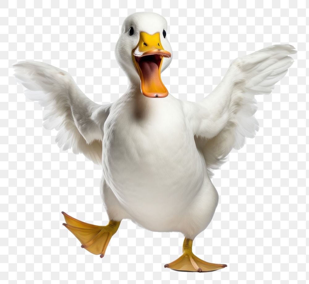 PNG Happy smiling dancing duck animal goose white.