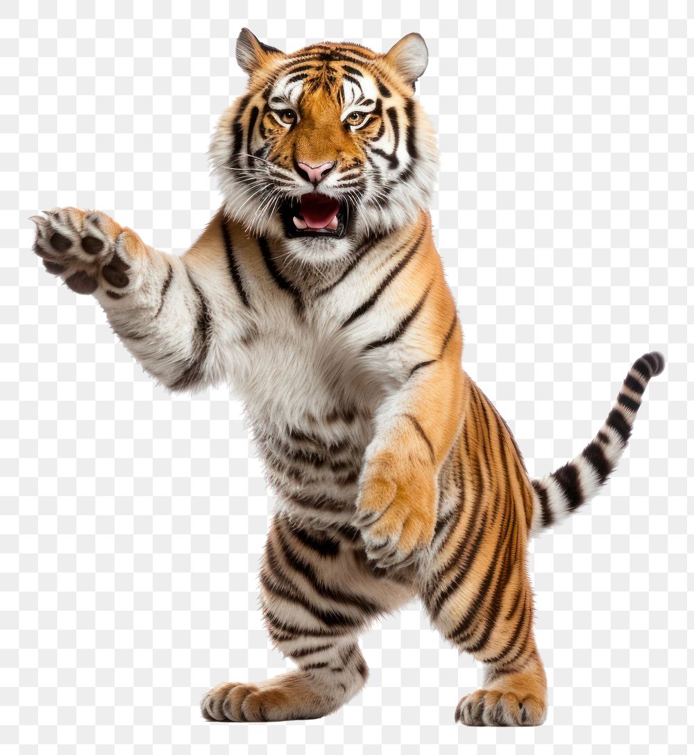 PNG Happy smiling dancing tiger wildlife animal mammal.