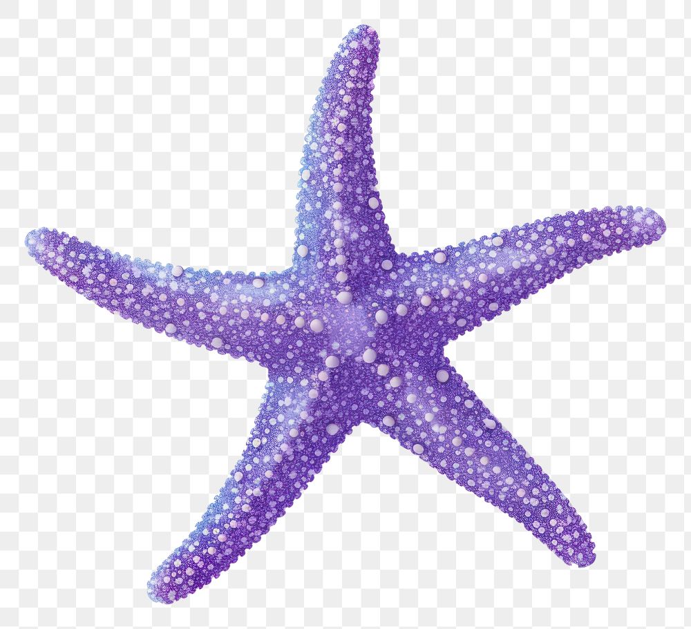 PNG Starfish icon animal purple shape.
