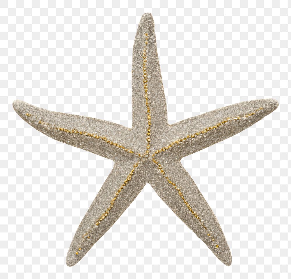 PNG Starfish icon shape invertebrate echinoderm outdoors.
