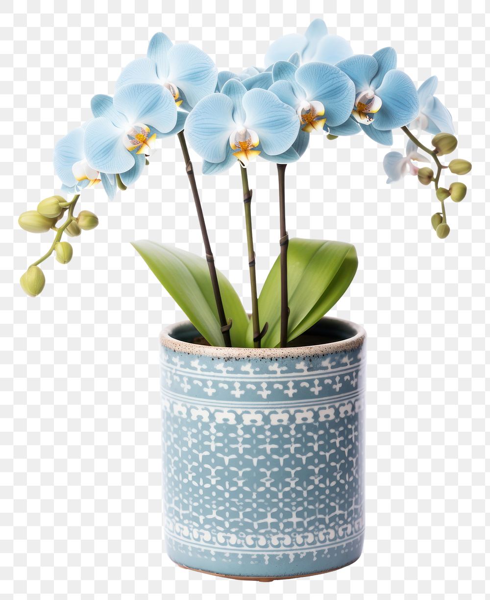 PNG Moon orchid flower plant vase.