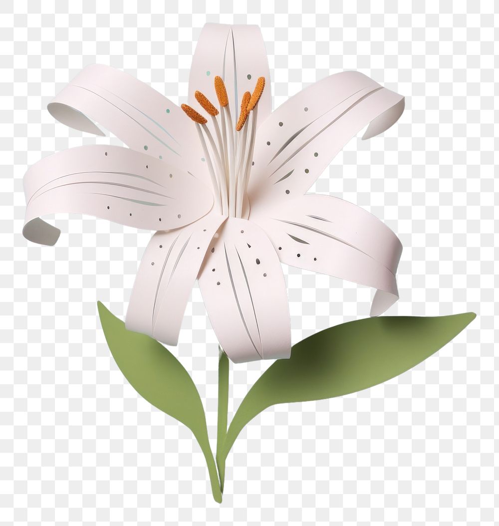 PNG Lily lily flower plant.